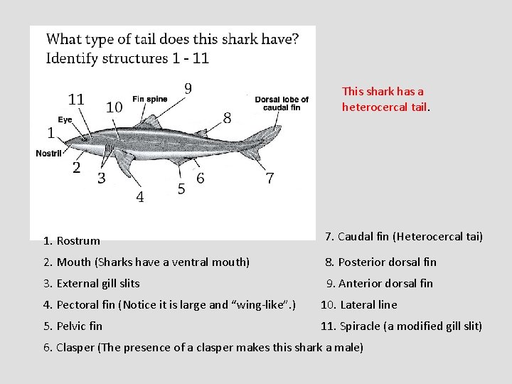 This shark has a heterocercal tail. 1. Rostrum 7. Caudal fin (Heterocercal tai) 2.