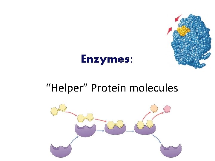 Enzymes: “Helper” Protein molecules 