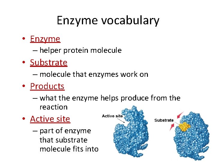 Enzyme vocabulary • Enzyme – helper protein molecule • Substrate – molecule that enzymes