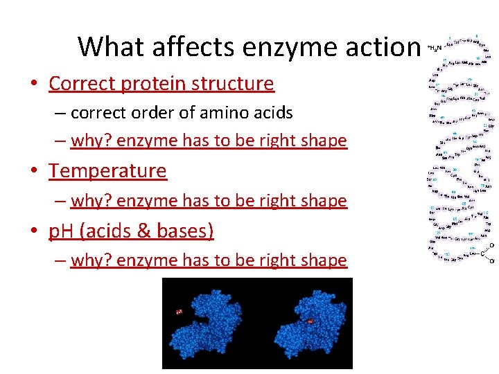 What affects enzyme action • Correct protein structure – correct order of amino acids