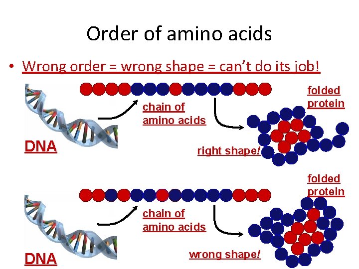 Order of amino acids • Wrong order = wrong shape = can’t do its