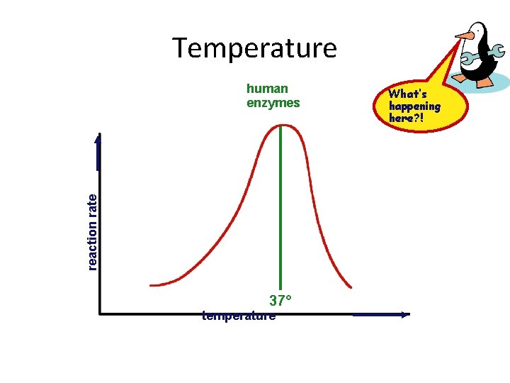 Temperature reaction rate human enzymes 37° temperature What’s happening here? ! 