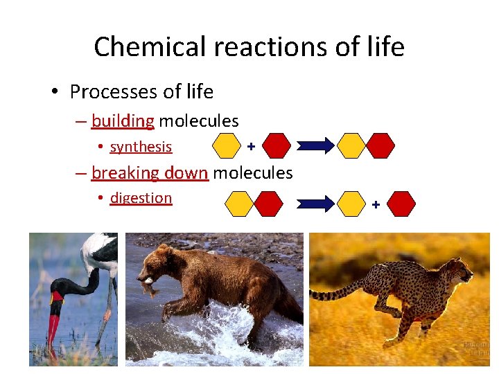 Chemical reactions of life • Processes of life – building molecules • synthesis +