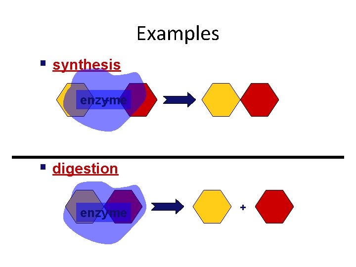 Examples § synthesis + enzyme § digestion enzyme + 