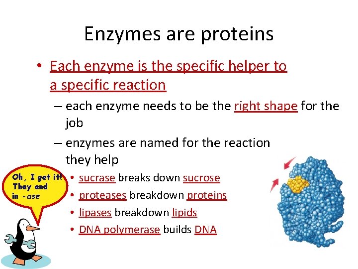 Enzymes are proteins • Each enzyme is the specific helper to a specific reaction