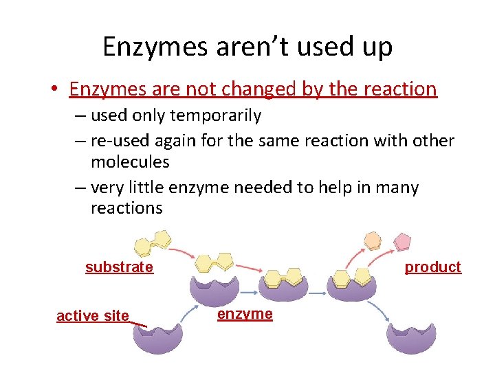 Enzymes aren’t used up • Enzymes are not changed by the reaction – used