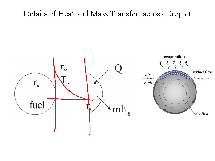 Details of Heat and Mass Transfer across Droplet 