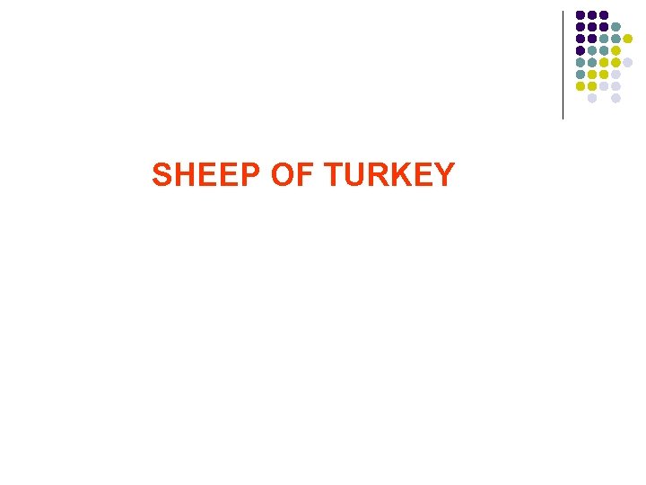 SHEEP OF TURKEY 