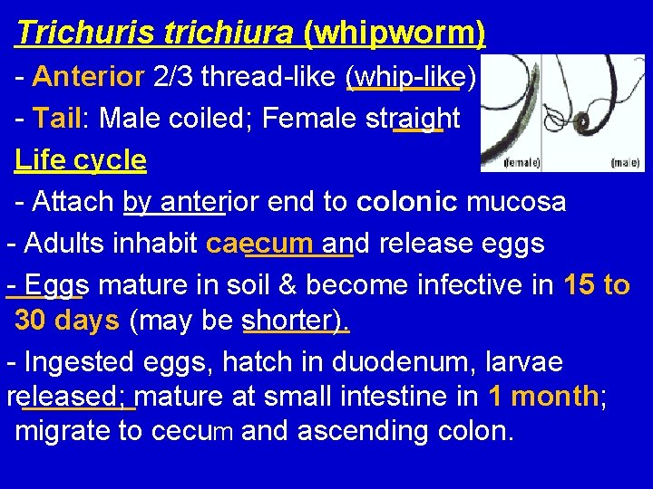 Trichuris trichiura (whipworm) - Anterior 2/3 thread-like (whip-like) - Tail: Male coiled; Female straight