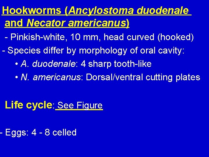 Hookworms (Ancylostoma duodenale and Necator americanus) - Pinkish-white, 10 mm, head curved (hooked) -