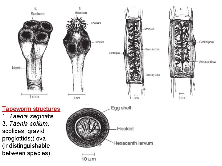 Tapeworm structures 1. Taenia saginata. 3. Taenia solium. scolices; gravid proglottids; ) ova (indistinguishable