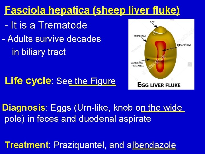 Fasciola hepatica (sheep liver fluke) - It is a Trematode - Adults survive decades