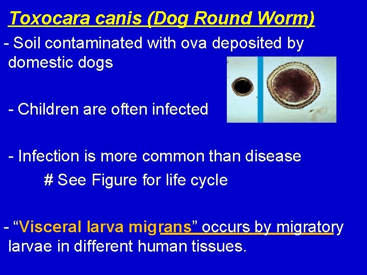 Toxocara canis (Dog Round Worm) - Soil contaminated with ova deposited by domestic dogs