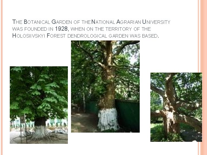 THE BOTANICAL GARDEN OF THE NATIONAL AGRARIAN UNIVERSITY WAS FOUNDED IN 1928, WHEN ON