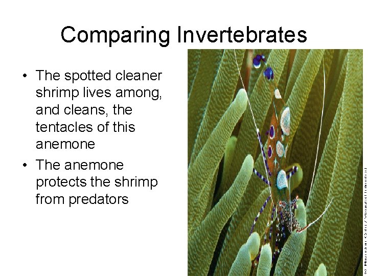 Comparing Invertebrates • The spotted cleaner shrimp lives among, and cleans, the tentacles of