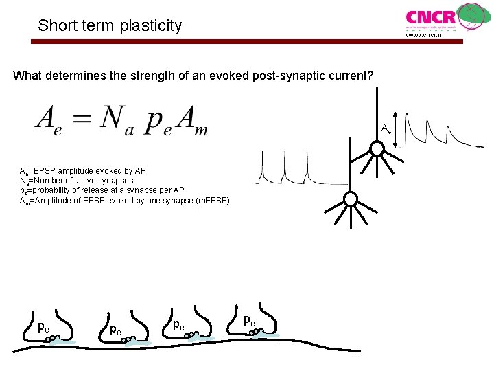 Short term plasticity www. cncr. nl What determines the strength of an evoked post-synaptic