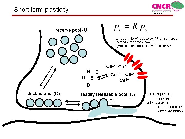 Short term plasticity www. cncr. nl reserve pool (U) pe=probability of release per AP