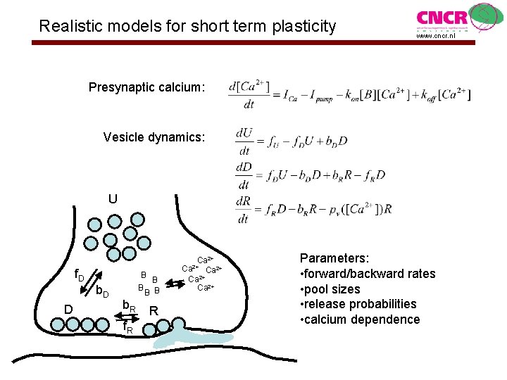 Realistic models for short term plasticity www. cncr. nl Presynaptic calcium: Vesicle dynamics: U