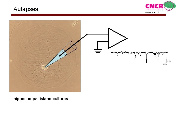 Autapses hippocampal island cultures www. cncr. nl 