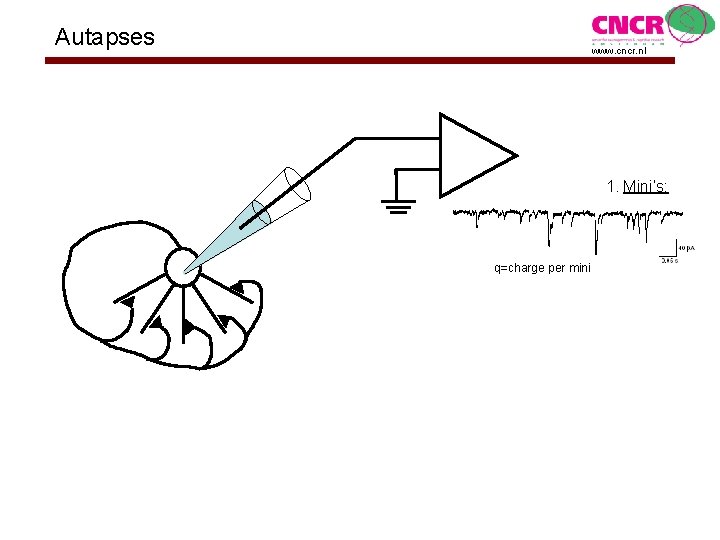 Autapses www. cncr. nl 1. Mini’s: q=charge per mini 