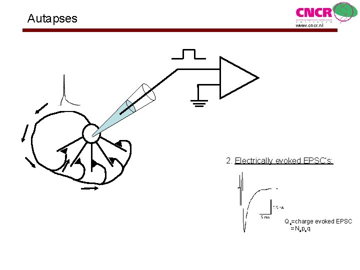 Autapses www. cncr. nl 2. Electrically evoked EPSC’s: Qe=charge evoked EPSC =Napeq 