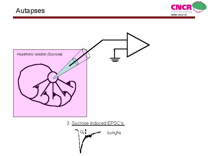 Autapses www. cncr. nl Hypertonic solution (Sucrose) 3. Sucrose induced EPSC’s: Qt Qt=Na. Rq