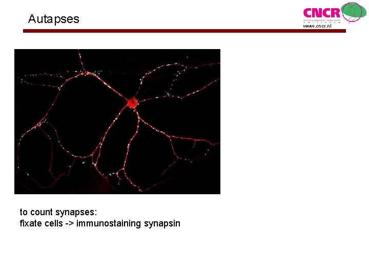 Autapses to count synapses: fixate cells -> immunostaining synapsin www. cncr. nl 