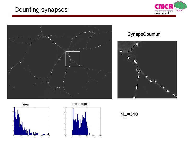 Counting synapses www. cncr. nl Synaps. Count. m area mean signal Ntot=310 