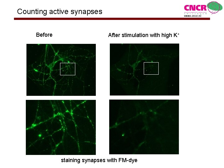 Counting active synapses Before www. cncr. nl After stimulation with high K+ staining synapses