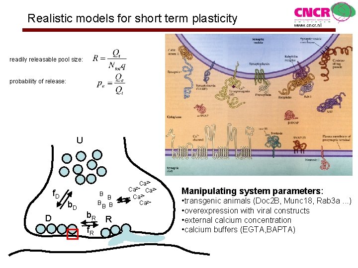 Realistic models for short term plasticity www. cncr. nl readily releasable pool size: probability