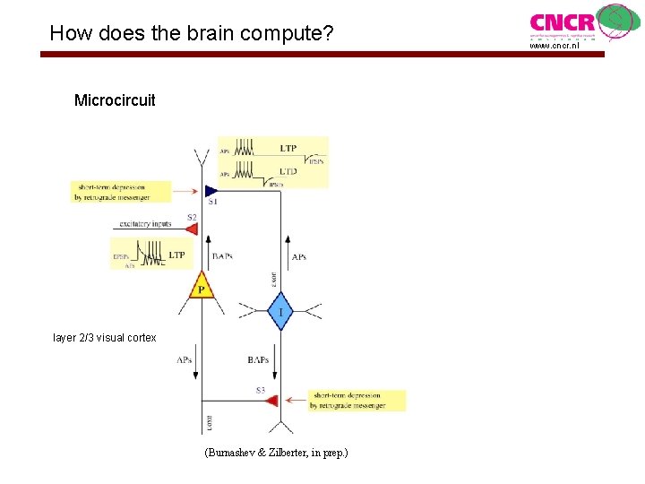 How does the brain compute? Microcircuit layer 2/3 visual cortex (Burnashev & Zilberter, in