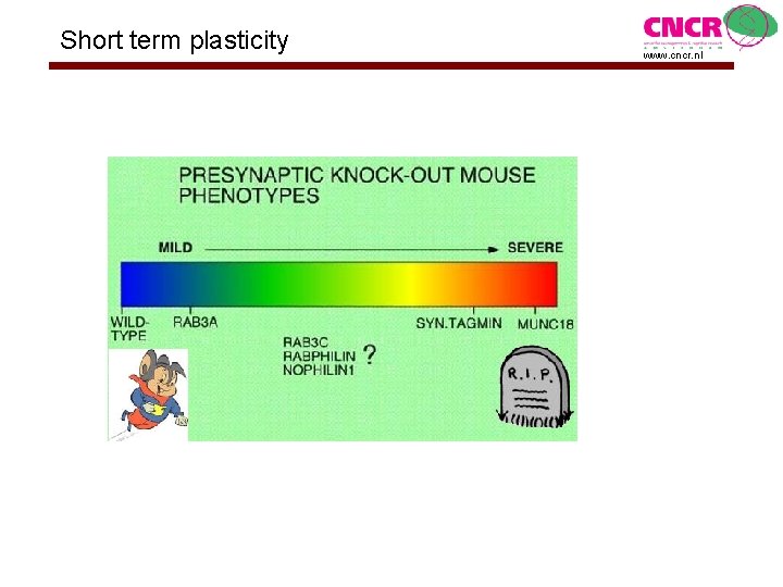 Short term plasticity www. cncr. nl 