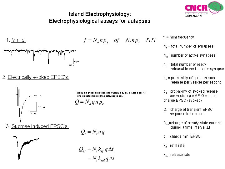 Island Electrophysiology: Electrophysiological assays for autapses www. cncr. nl f = mini frequency 1.