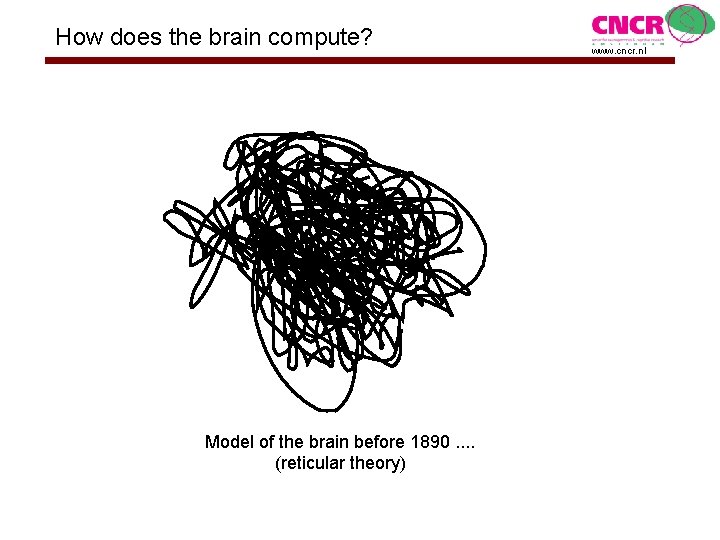 How does the brain compute? Model of the brain before 1890. . (reticular theory)