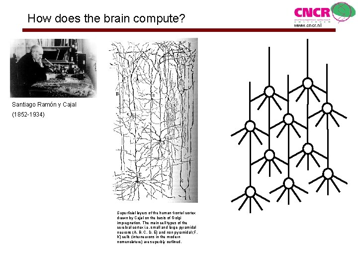 How does the brain compute? Santiago Ramón y Cajal (1852 -1934) Superficial layers of