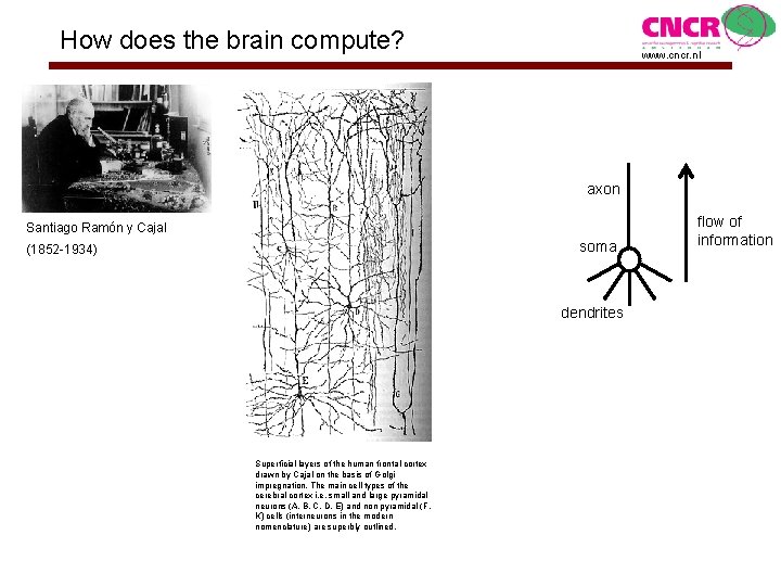 How does the brain compute? www. cncr. nl axon Santiago Ramón y Cajal soma