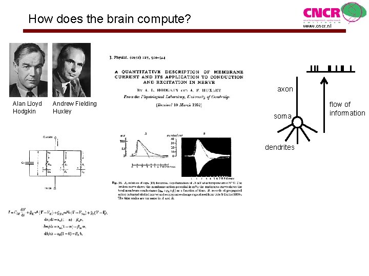 How does the brain compute? www. cncr. nl axon Alan Lloyd Hodgkin Andrew Fielding