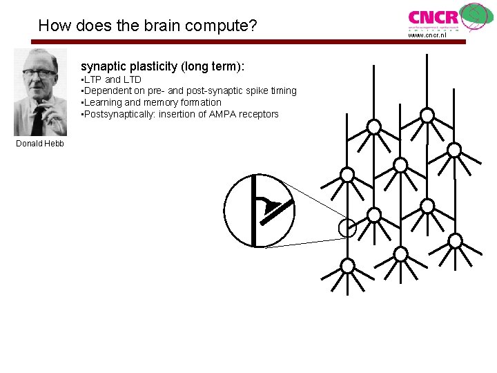 How does the brain compute? synaptic plasticity (long term): • LTP and LTD •