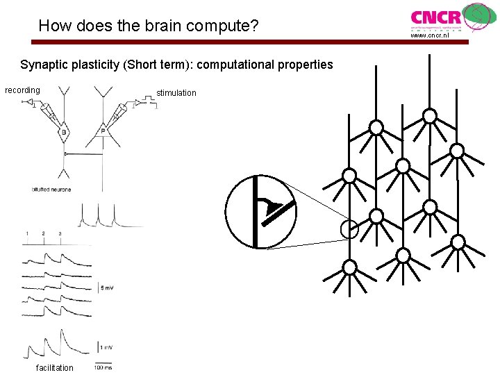 How does the brain compute? Synaptic plasticity (Short term): computational properties recording facilitation stimulation