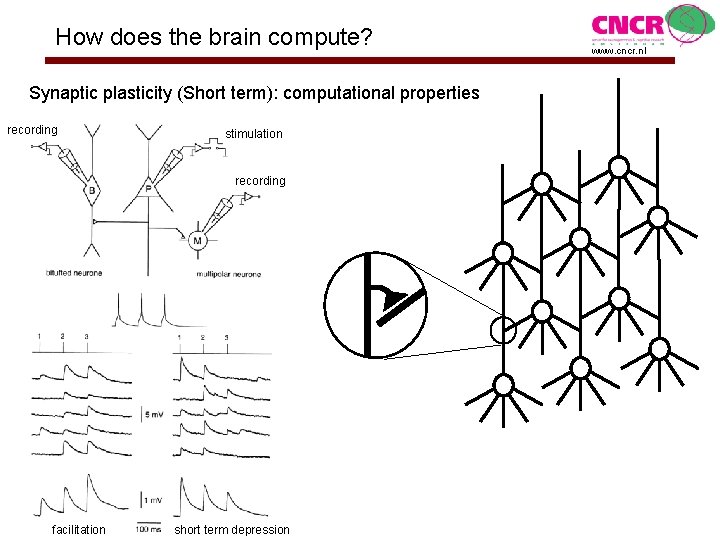 How does the brain compute? Synaptic plasticity (Short term): computational properties recording stimulation recording