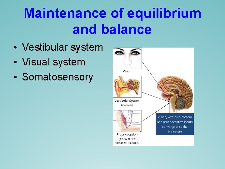 Maintenance of equilibrium and balance • Vestibular system • Visual system • Somatosensory Maintenance of equilibrium and balance • Vestibular system • Visual system • Somatosensory