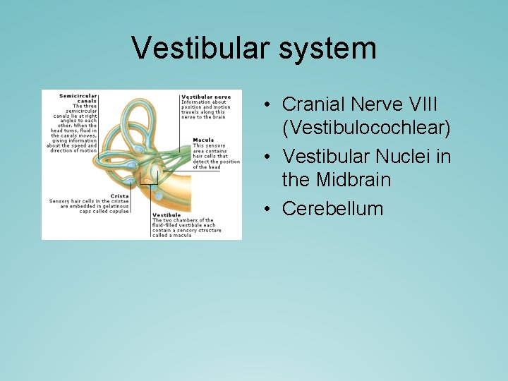 Vestibular system • Cranial Nerve VIII (Vestibulocochlear) • Vestibular Nuclei in the Midbrain • Vestibular system • Cranial Nerve VIII (Vestibulocochlear) • Vestibular Nuclei in the Midbrain •