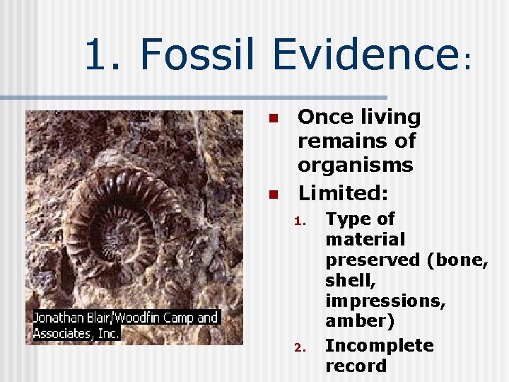 1. Fossil Evidence: n n Once living remains of organisms Limited: 1. 2. Type