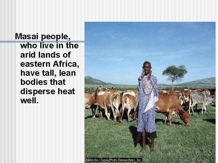 Masai people, who live in the arid lands of eastern Africa, have tall, lean