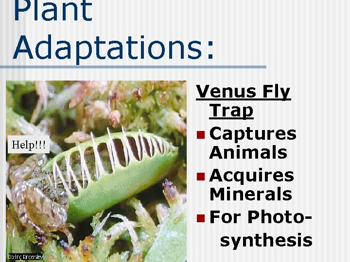 Plant Adaptations: Help!!! Venus Fly Trap n Captures Animals n Acquires Minerals n For