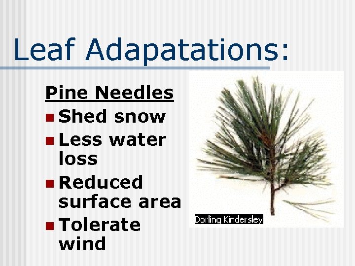 Leaf Adapatations: Pine Needles n Shed snow n Less water loss n Reduced surface