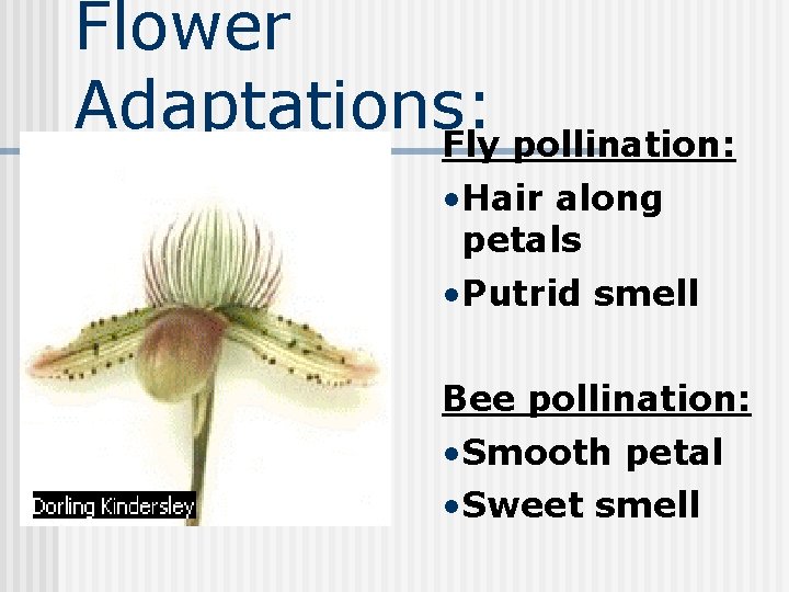 Flower Adaptations: Fly pollination: • Hair along petals • Putrid smell Bee pollination: •