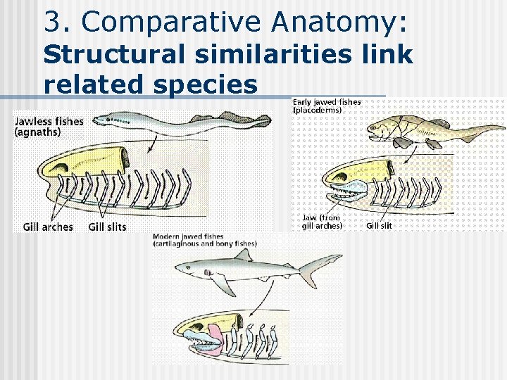 3. Comparative Anatomy: Structural similarities link related species 