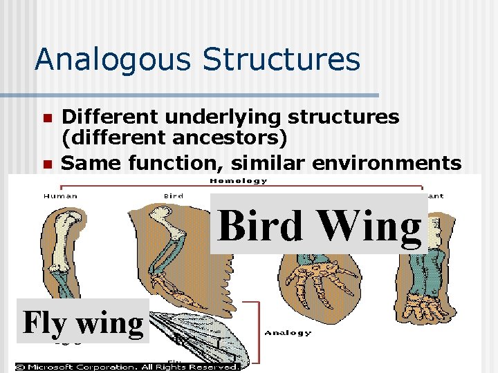 Analogous Structures n n Different underlying structures (different ancestors) Same function, similar environments Bird