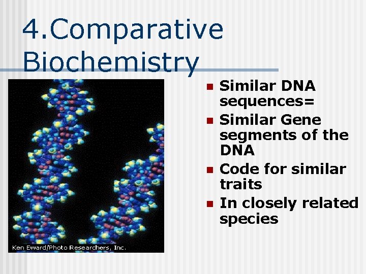 4. Comparative Biochemistry n n Similar DNA sequences= Similar Gene segments of the DNA